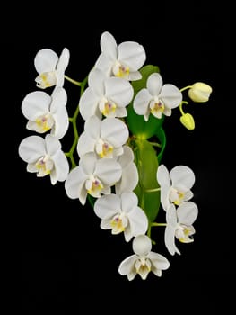 Blooming white phalaenopsis orchid with dense leaves on a black background.