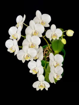 Blooming white phalaenopsis orchid with dense leaves on a black background.