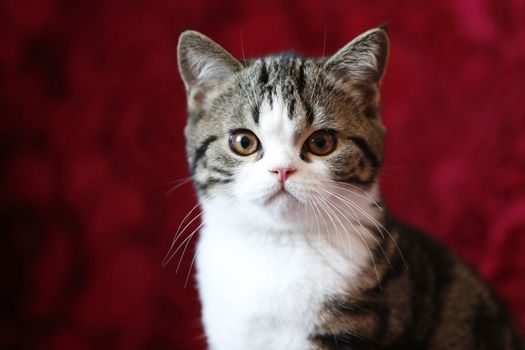 British cat, striped with yellow eyes.Portrait of a cat. Cot Muzzle