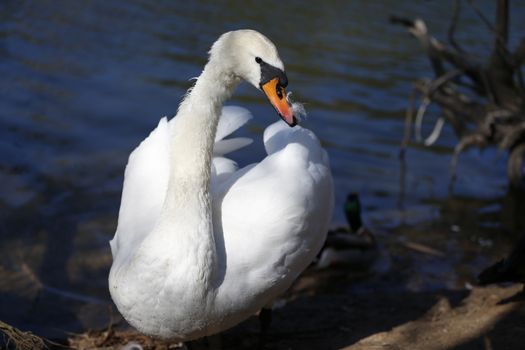 White Swan.Wild waterfowl on the lake