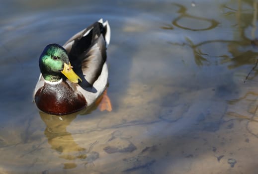 Duck drake.Waterfowl on the lake;