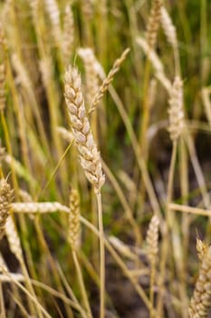 Ear of the wheat on field. Natural composition