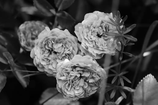 Rose buds in the garden black and white photo