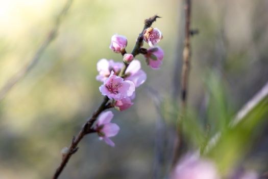 Sakura flowers blooming blossom in Chiang Mai, Thailand, nature background