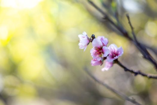 Sakura flowers blooming blossom in Chiang Mai, Thailand, nature background