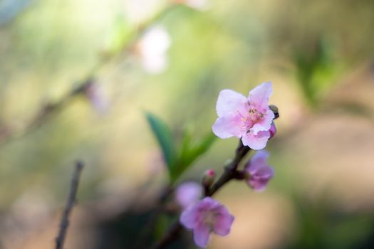 Sakura flowers blooming blossom in Chiang Mai, Thailand, nature background