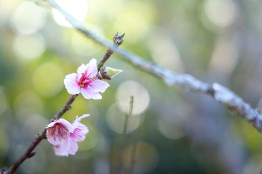 Sakura flowers blooming blossom in Chiang Mai, Thailand, nature background