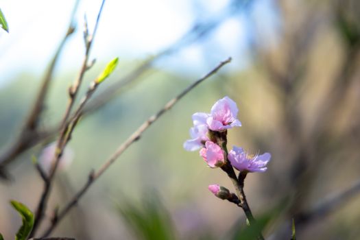 Sakura flowers blooming blossom in Chiang Mai, Thailand, nature background