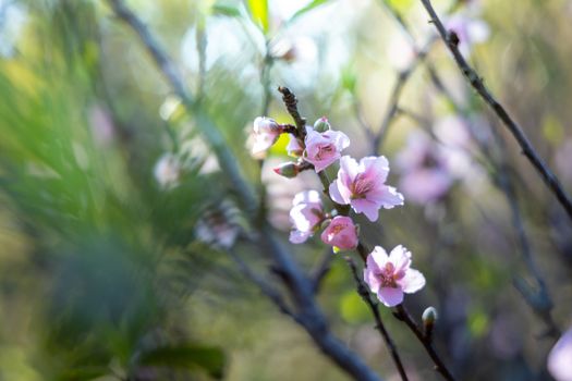 Sakura flowers blooming blossom in Chiang Mai, Thailand, nature background