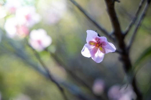 Sakura flowers blooming blossom in Chiang Mai, Thailand, nature background