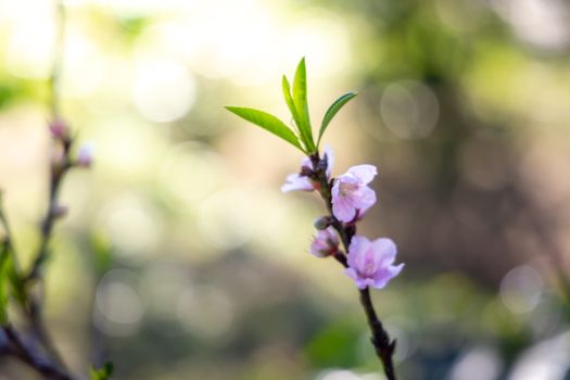 Sakura flowers blooming blossom in Chiang Mai, Thailand, nature background