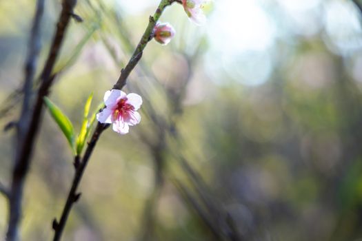 Sakura flowers blooming blossom in Chiang Mai, Thailand, nature background