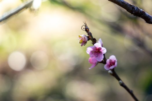 Sakura flowers blooming blossom in Chiang Mai, Thailand, nature background