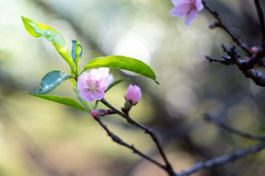 Sakura flowers blooming blossom in Chiang Mai, Thailand, nature background