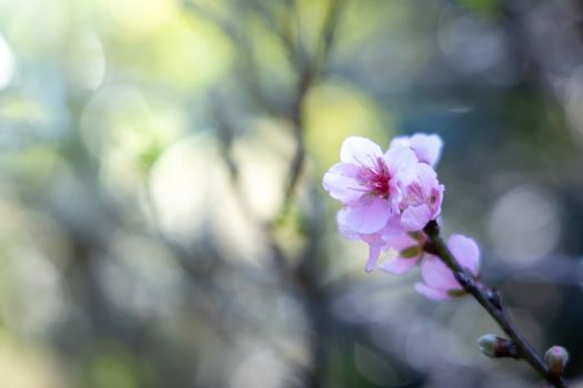 Sakura flowers blooming blossom in Chiang Mai, Thailand, nature background