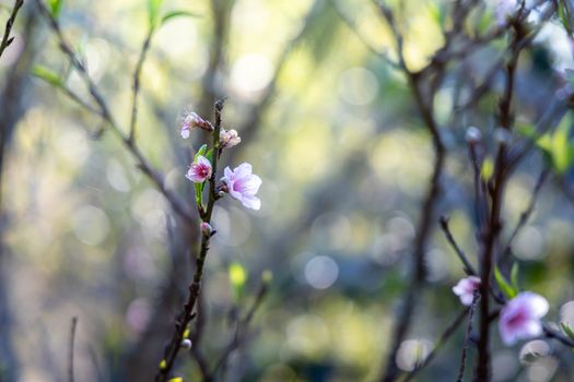 Sakura flowers blooming blossom in Chiang Mai, Thailand, nature background