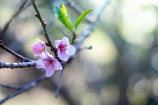 Sakura flowers blooming blossom in Chiang Mai, Thailand, nature background