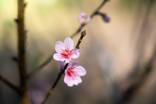 Sakura flowers blooming blossom in Chiang Mai, Thailand, nature background