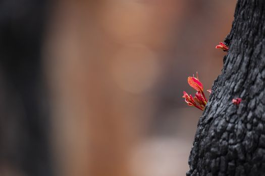 Buds and leafs appear bursting forth from tree trunks after bush fire in Blue Mountains Australia