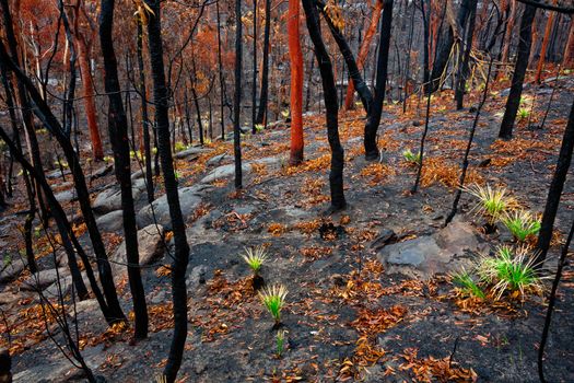 Grass trees in a burnt landscape after bush fires in Blue Mountains.  Grass trees hold a resin that doesnt burn and protects the plant from fires