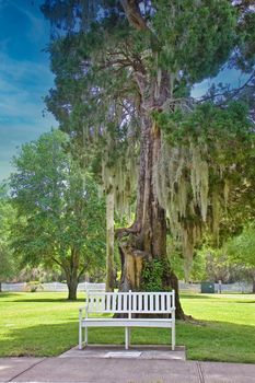 A white wooden bench in a park under an oak tree draped with spanish moss