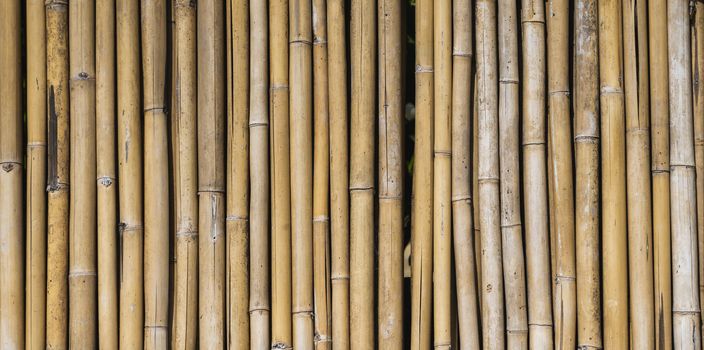 Dry bamboo fence texture or background. Eco natural background concept