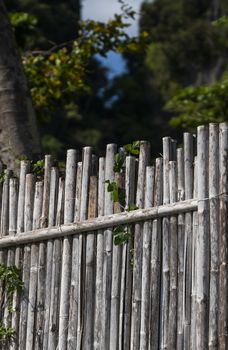 Dry bamboo fence with a green tropical trees on background. Eco natural background concept