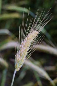 close-up of barley ears with blurry background, selective focus