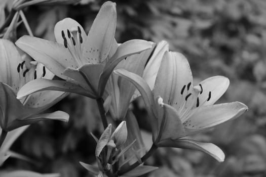 Lilly folwer grwoing in garden. Nature. Spring. Black white photo