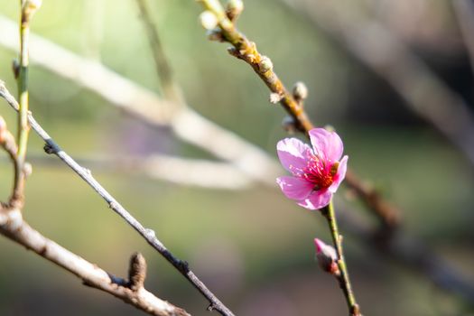 Sakura flowers blooming blossom in Chiang Mai, Thailand, nature background