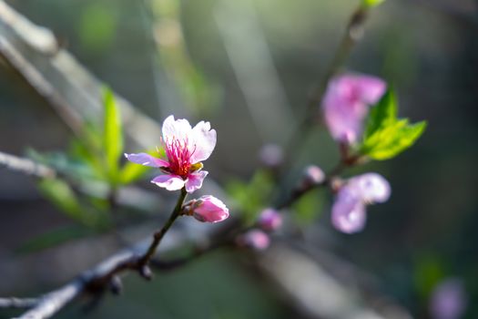 Sakura flowers blooming blossom in Chiang Mai, Thailand, nature background