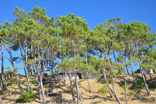holidays around the Arcachon bay and the pilat dune, France.
summer evening on the beach