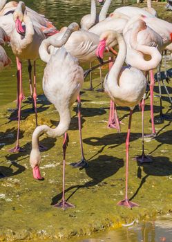 big flamingo family with 2 birds balancing on one leg in the front