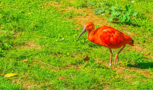 beautiful single red scarlet ibis tropical bird in close up