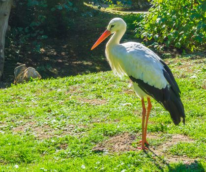 black with white stork standing in a nature landscape scenery