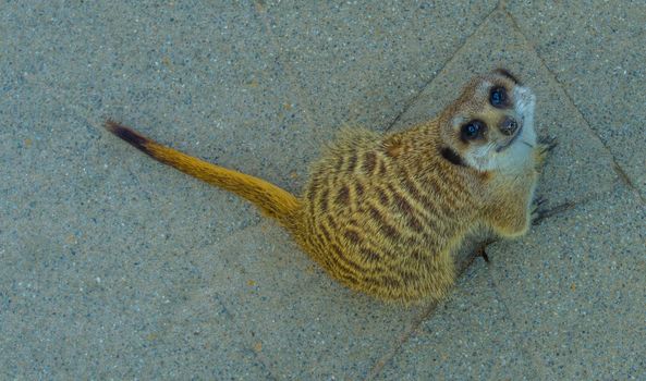 cute animal portrait of a meerkat sitting and looking in the camera with adorable puppy eyes