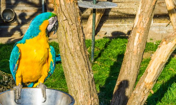 animal bird portrait of a colorful macaw parrot sitting on a tray