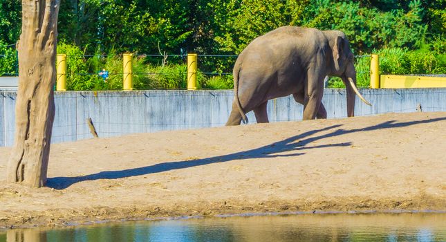Big grey elephant with tusks walking around side view