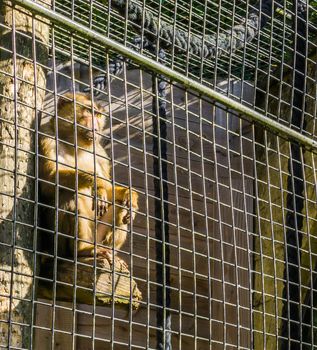 Caged brown macaque monkey behind metal fence cage sitting in a pole and looking outside
