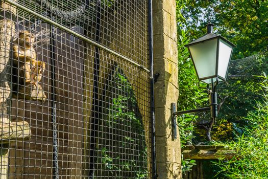 Caged monkey behind a metal fence in his cage looking outside and sitting on a pole