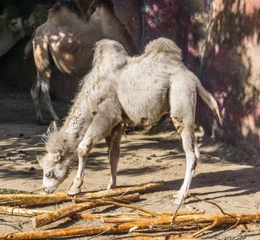 Animal portrait of a white Camel chewing on a wooden tree branch