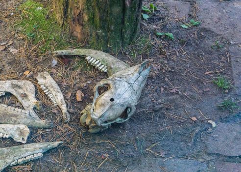 animal sheep skull and jaw remains laying in the forest scary decorations