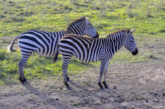 Zebras in the Masai Mara, Kenya.