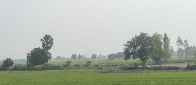 Rural India village in Tripura in summer. Landscape scenery of Agricultural field, Rice Crop meadow plantain tree and country road in horizon over land background.