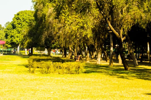 Tree and grass in the garden