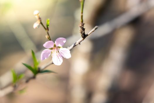 Sakura flowers blooming blossom in Chiang Mai, Thailand, nature background