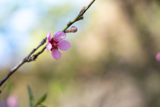 Sakura flowers blooming blossom in Chiang Mai, Thailand, nature background