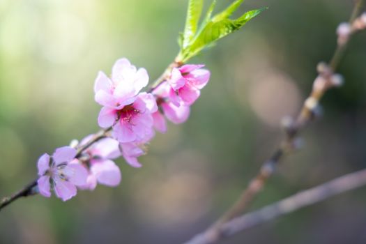 Sakura flowers blooming blossom in Chiang Mai, Thailand, nature background