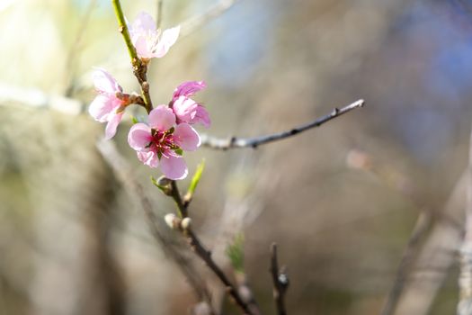 Sakura flowers blooming blossom in Chiang Mai, Thailand, nature background