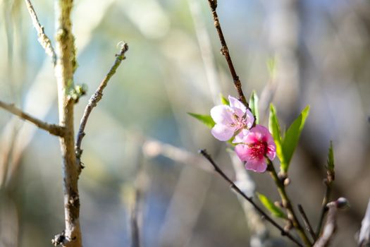 Sakura flowers blooming blossom in Chiang Mai, Thailand, nature background